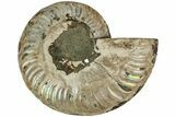 Cut & Polished Ammonite Fossil (Half) - Madagascar #206835-1